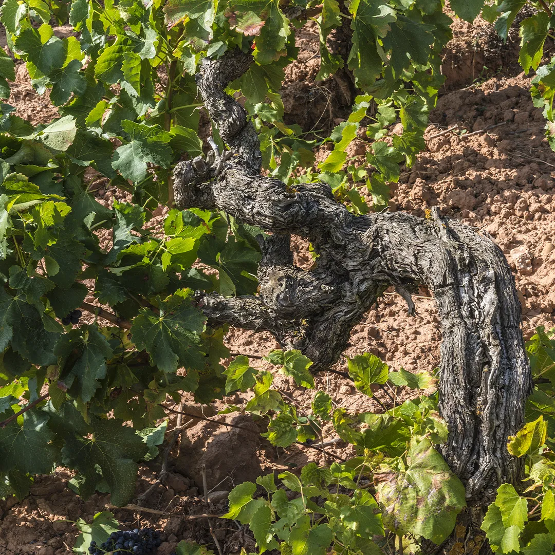 Img galeria vinedos 3