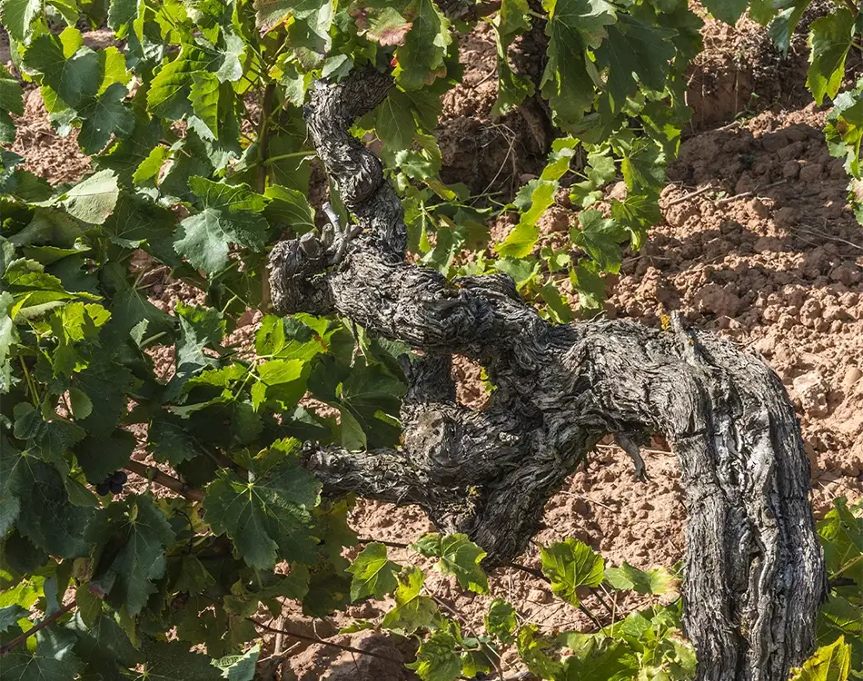 Img vinedos centenarios